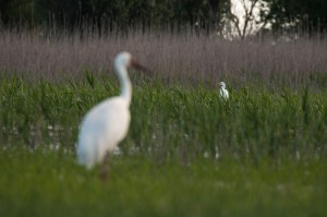 Стерх (Grus leucogeranus)  и большая белая цапля (Ardea alba)                     